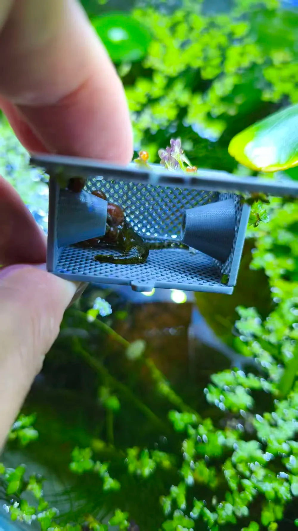 Shrimp Trap