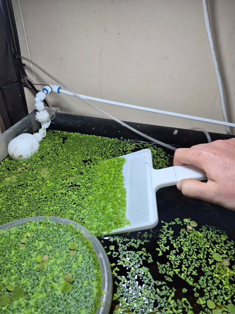 Duckweed Remover Rake