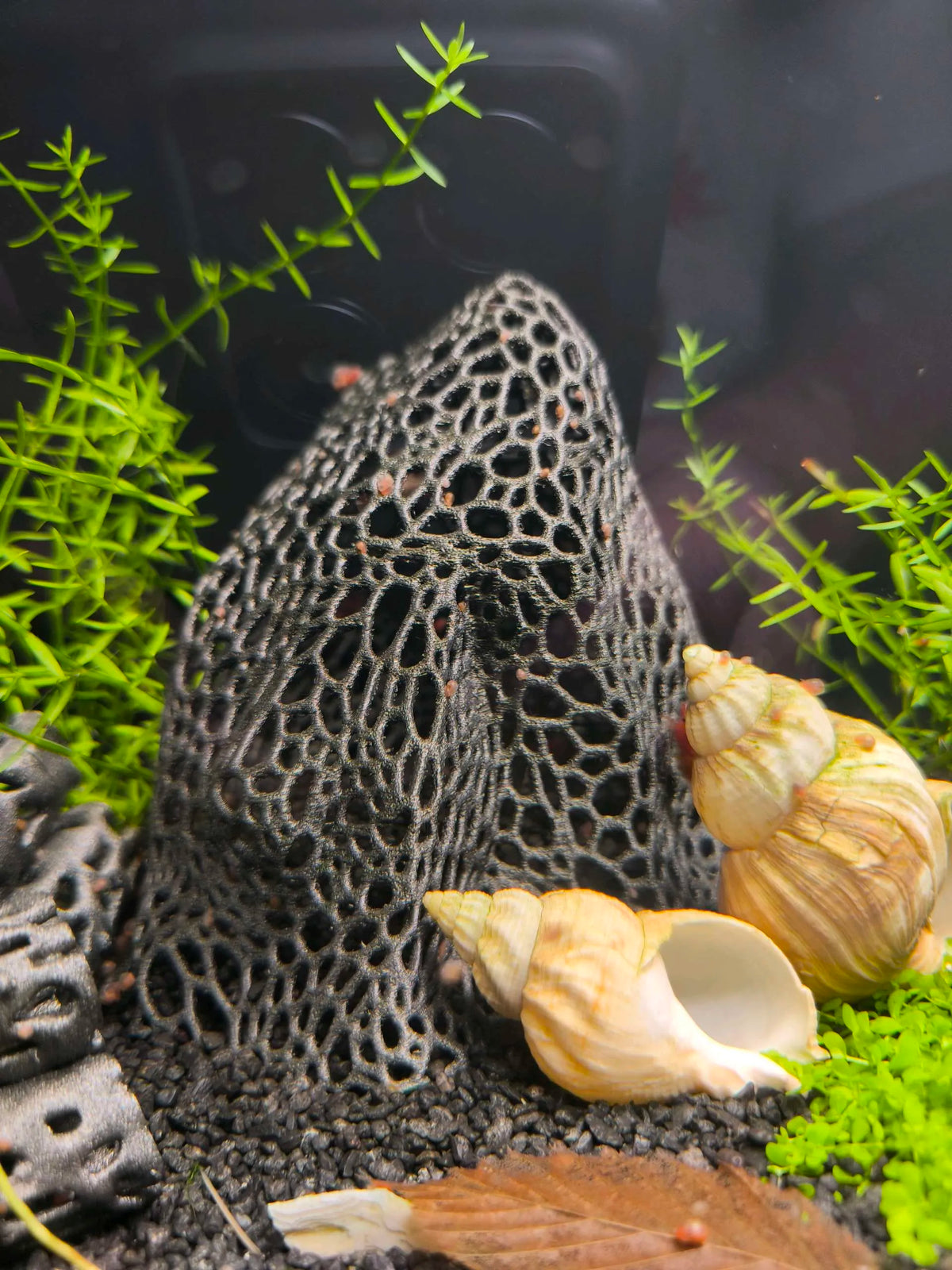 Shrimp Rock