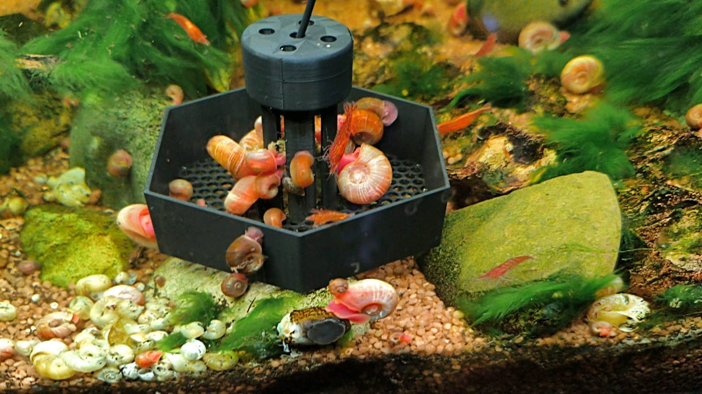 Aquarium Snail Trap
