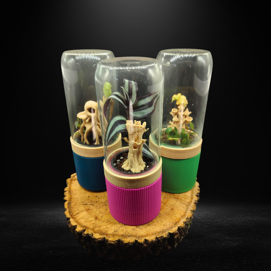 Mini Terrarium Plant Display