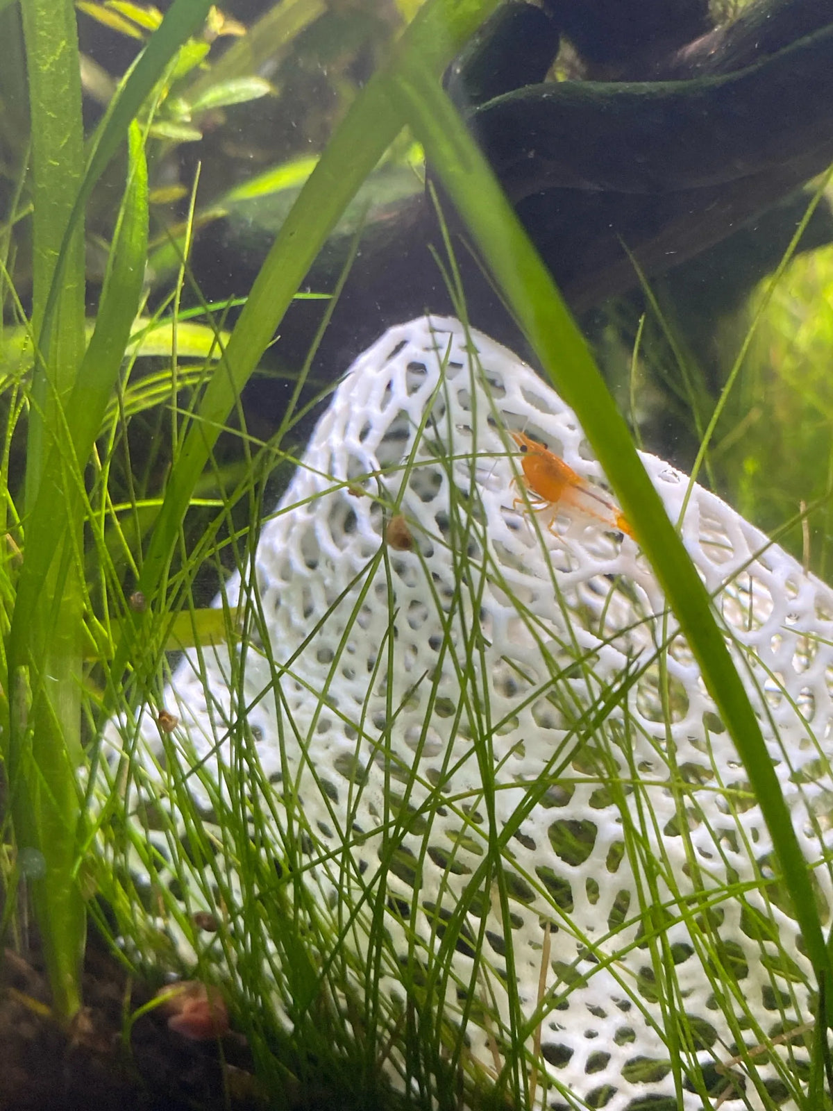Shrimp Rock