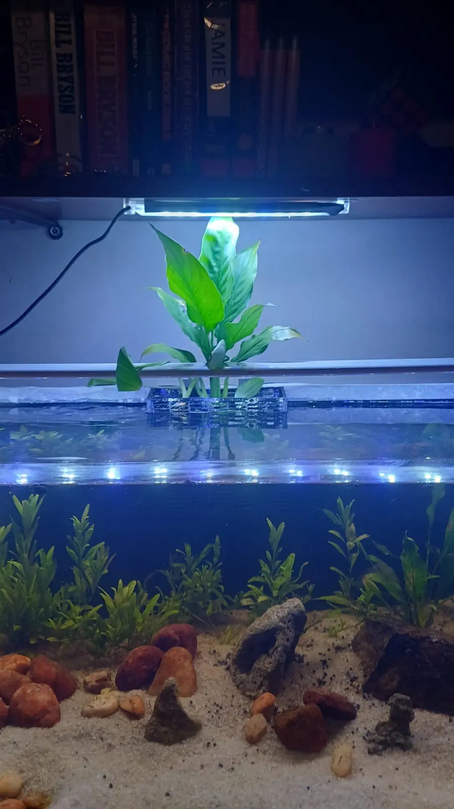 Aquarium Plant Holder