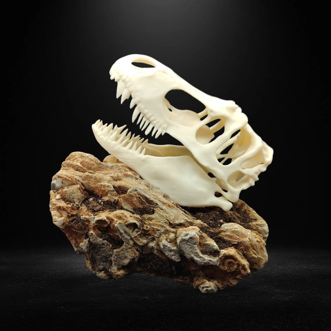 Fossil Display Decor