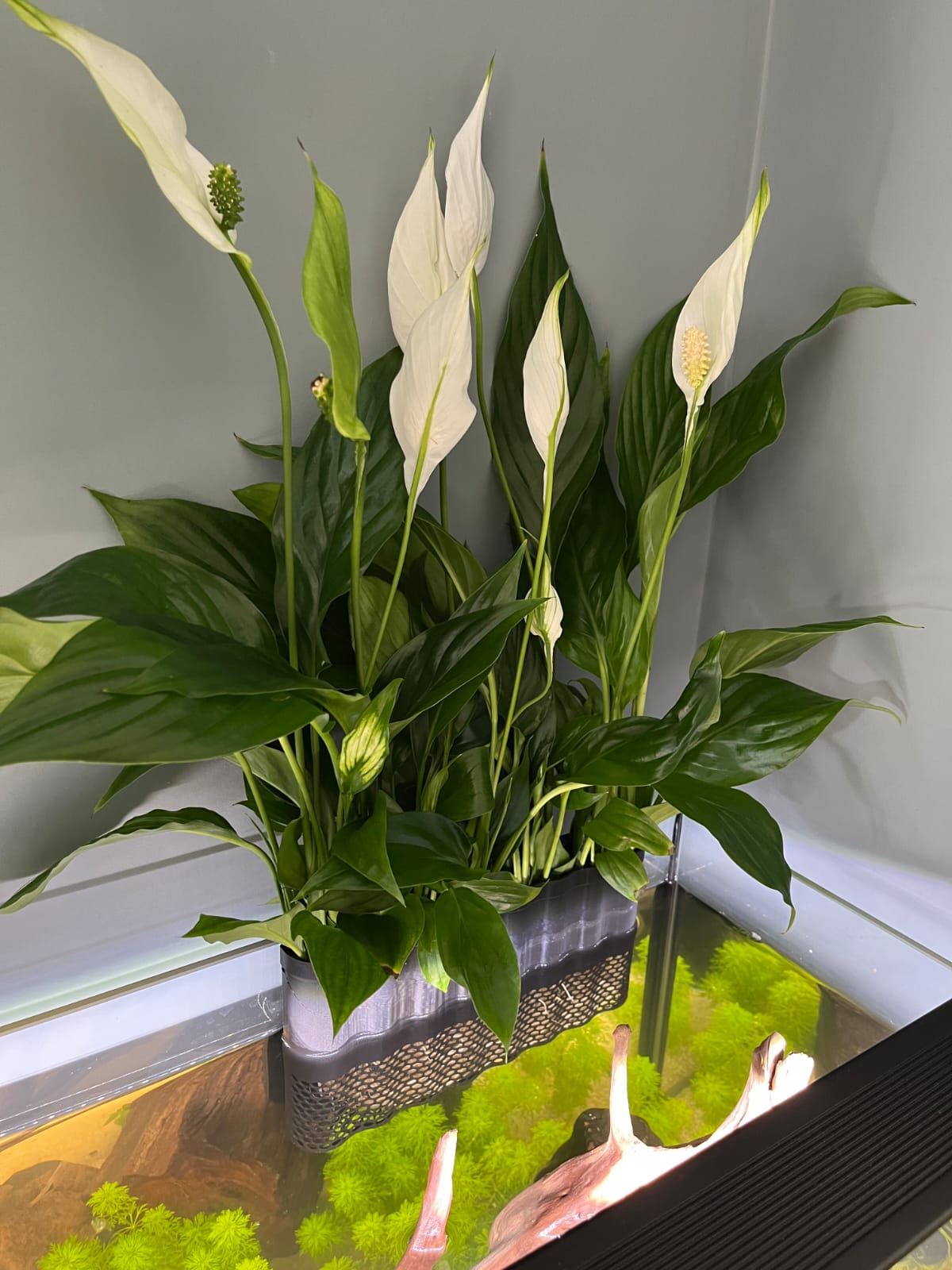 Clip-On Aquarium Plant Basket