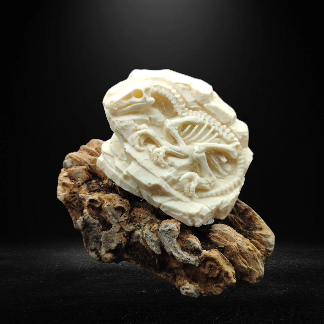 Fossil Display Decor